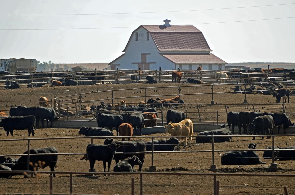 Volume of Australian beef in Europe up 13% this year