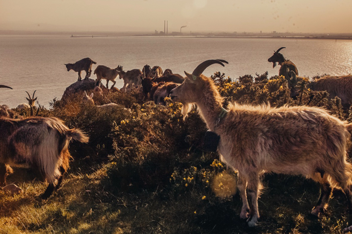 Research identifies 3,000-year genetic heritage of old Irish goat