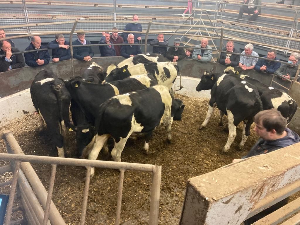 Farmer activity heats up for store cattle at Castleisland mart