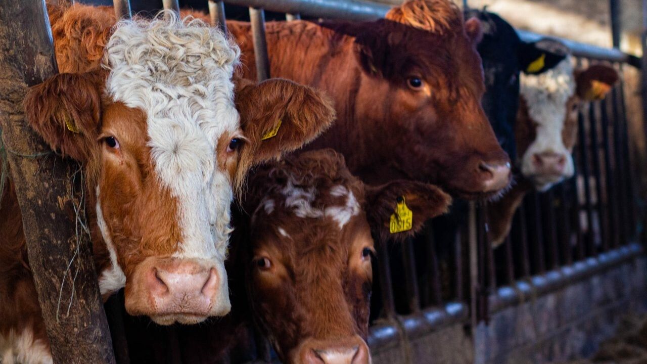 'Market returns alone will not maintain suckler/beef sector' - Golden