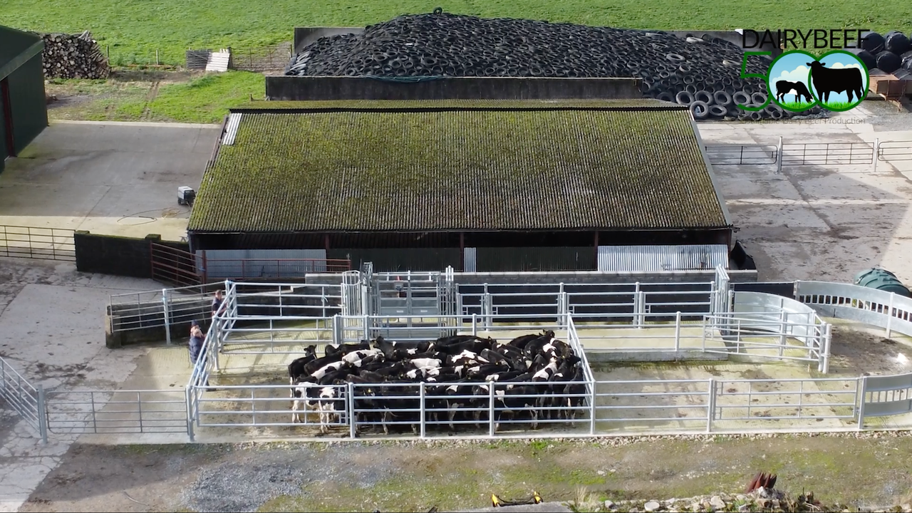 Winter Beef series: Targets for winter weight gain in cattle