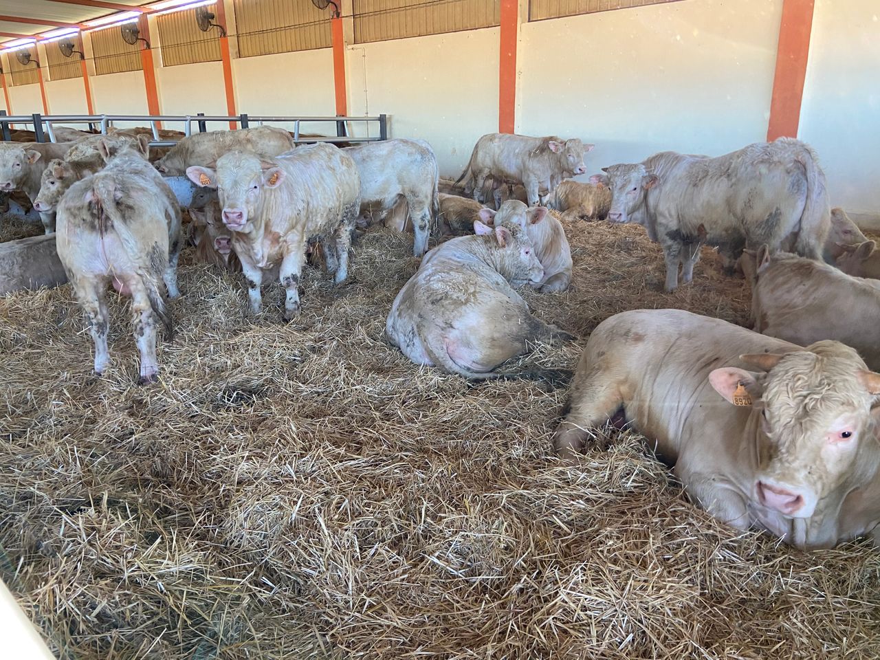 Cattle shipment to Algeria back on track as 'issues resolved'