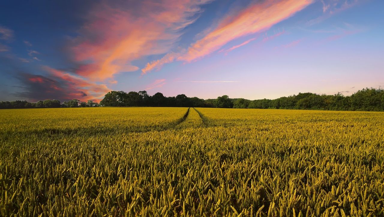 German federal minister suggests cut in biofuels to enhance food security