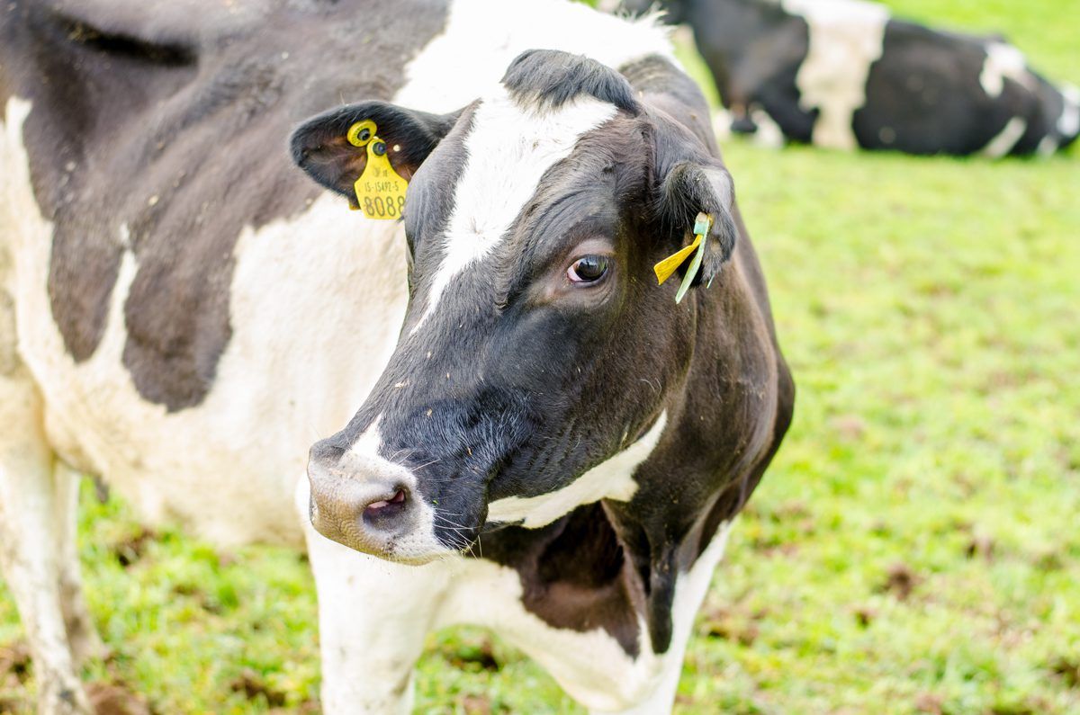 Video: Using on-off grazing to get cows out to grass