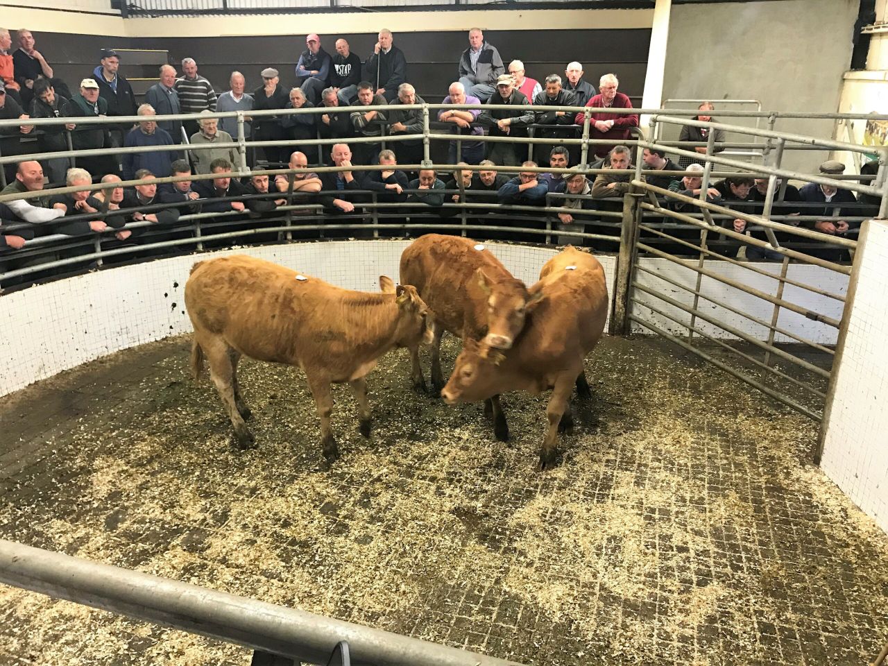 Cattle marts: Drought takes its toll on the market