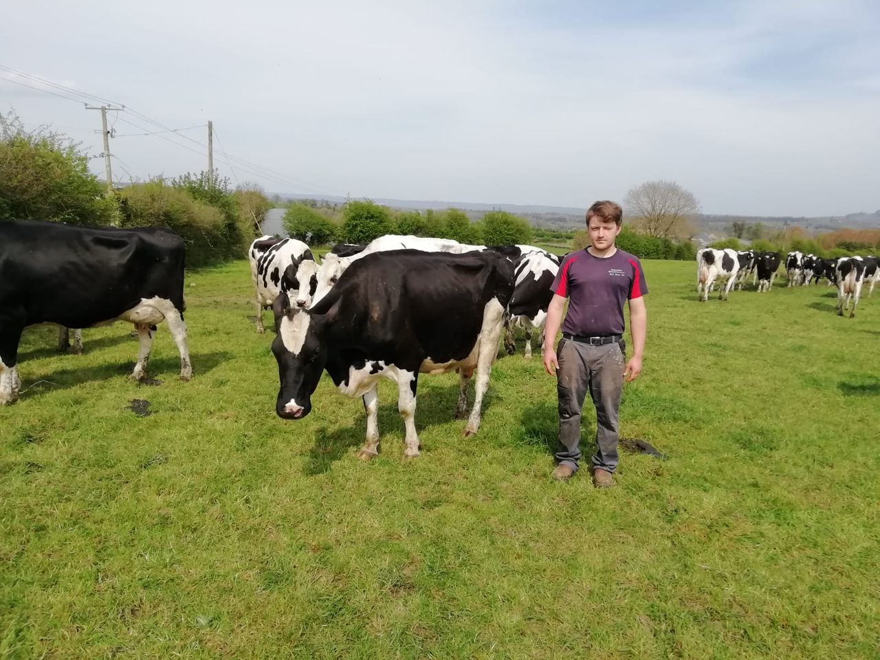 'For us, the breeding period starts at drying off' - dairy farmer Donal Carroll