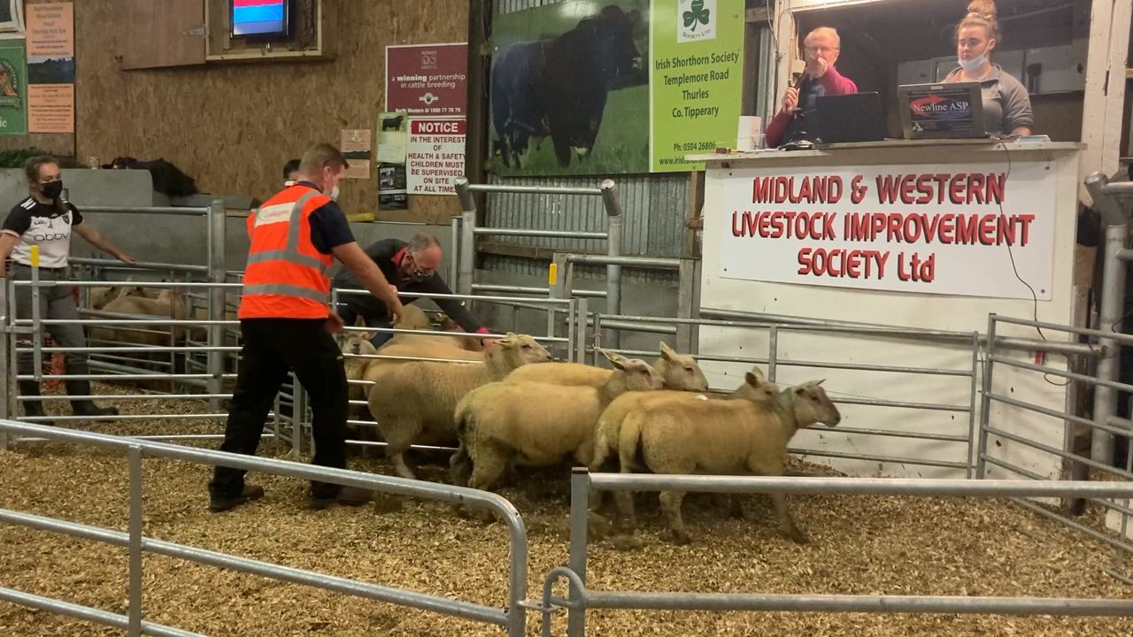 Sheep review 2021: Breeding sales in cases fail to live up to expectations