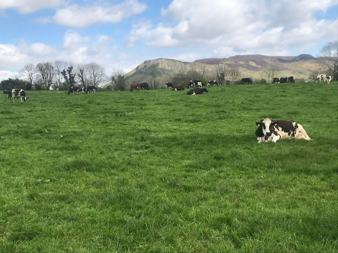 Dairy Focus: 'I was lucky I got the opportunity to do what I did'