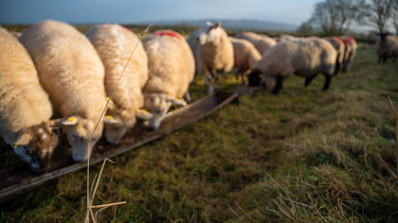 Sheep trade: Prices from processors continue to hold