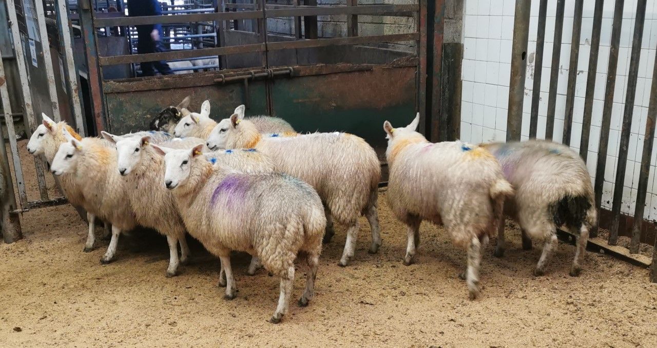 Sheep marts: Finished lamb trade catches the eye across marts