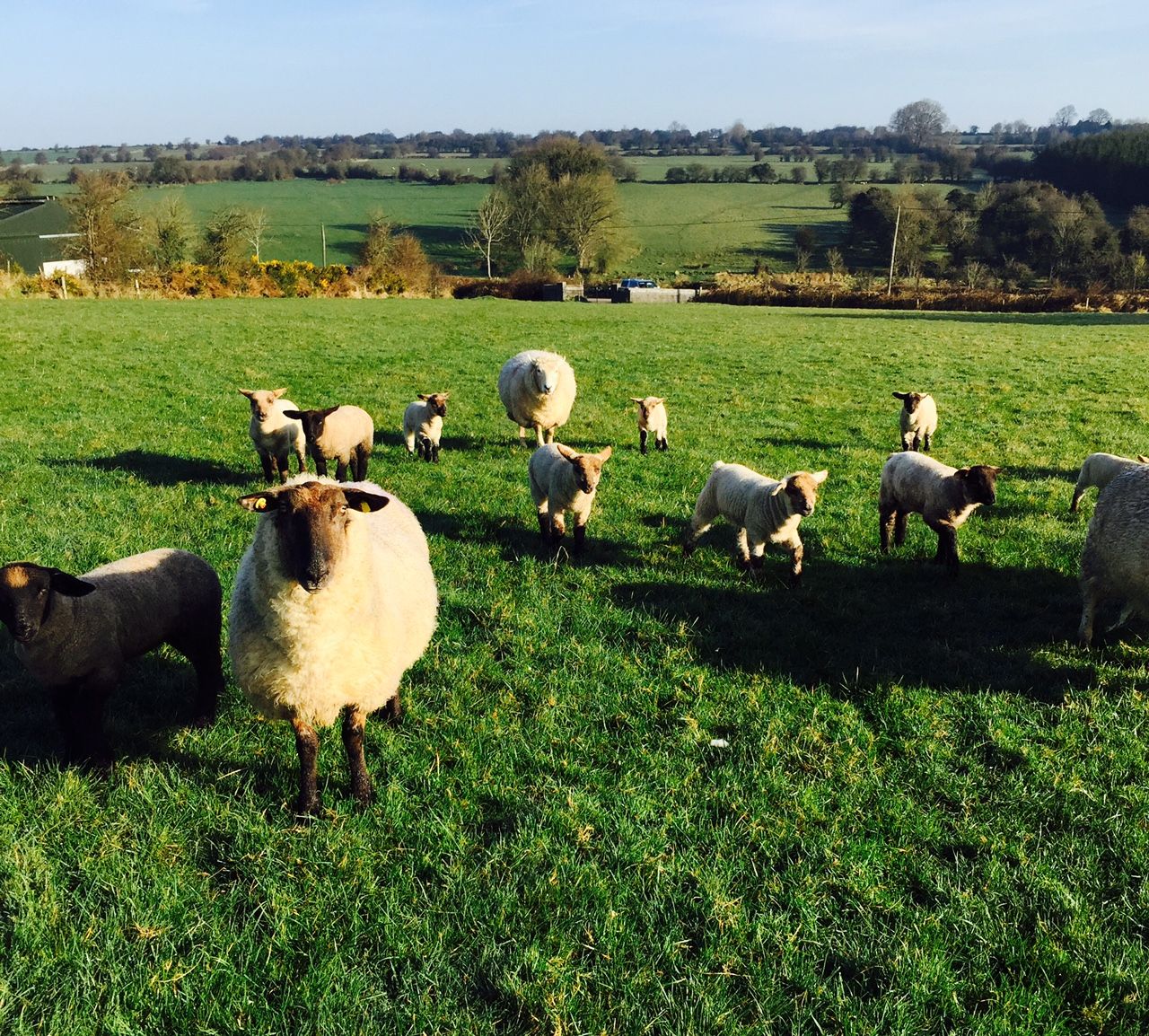 Grass is the only feed ewes need, unless they have triplets - Teagasc