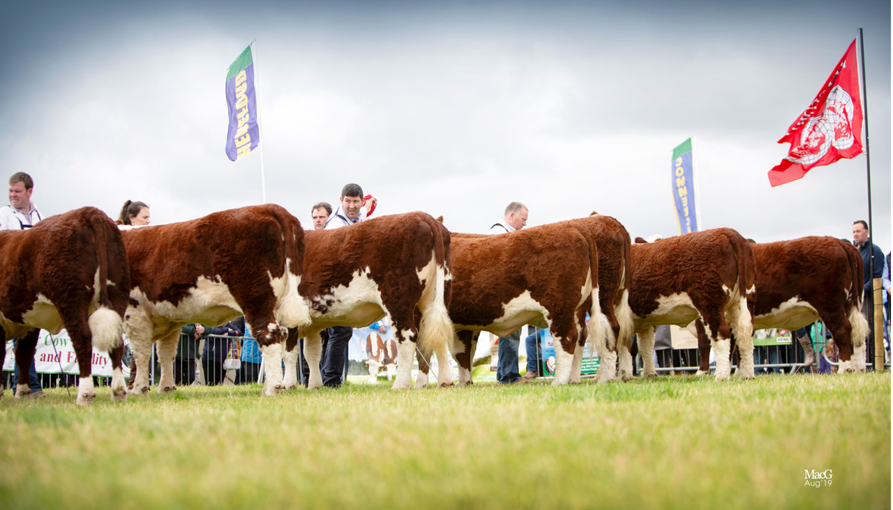 National Hereford Show to take place this Sunday