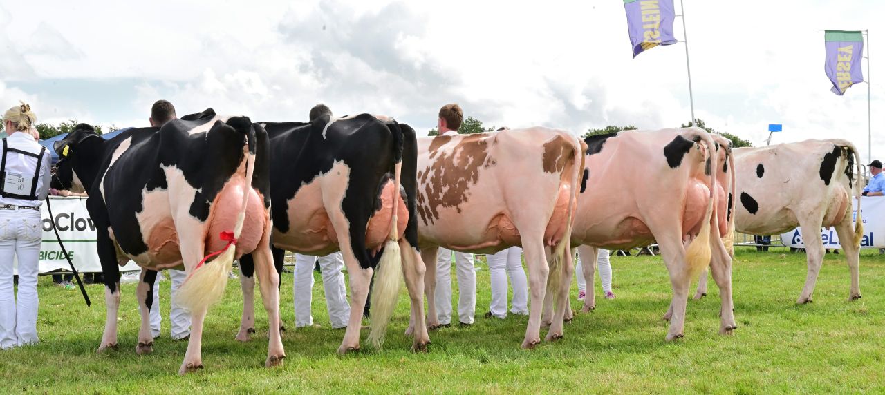 Who won the Senior Champion Cow competition at the Tullamore Show?