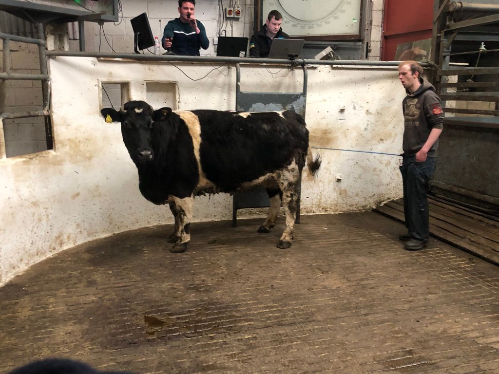 This 625kg Belgian Blue cow sold for €1,440 or €2.30/kg