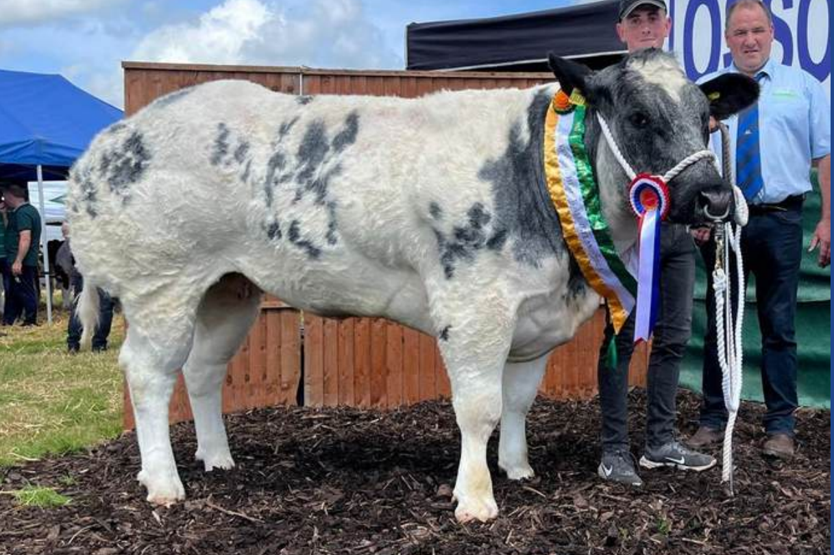 Belgian Blue heifer sells for €15,400 in online sale