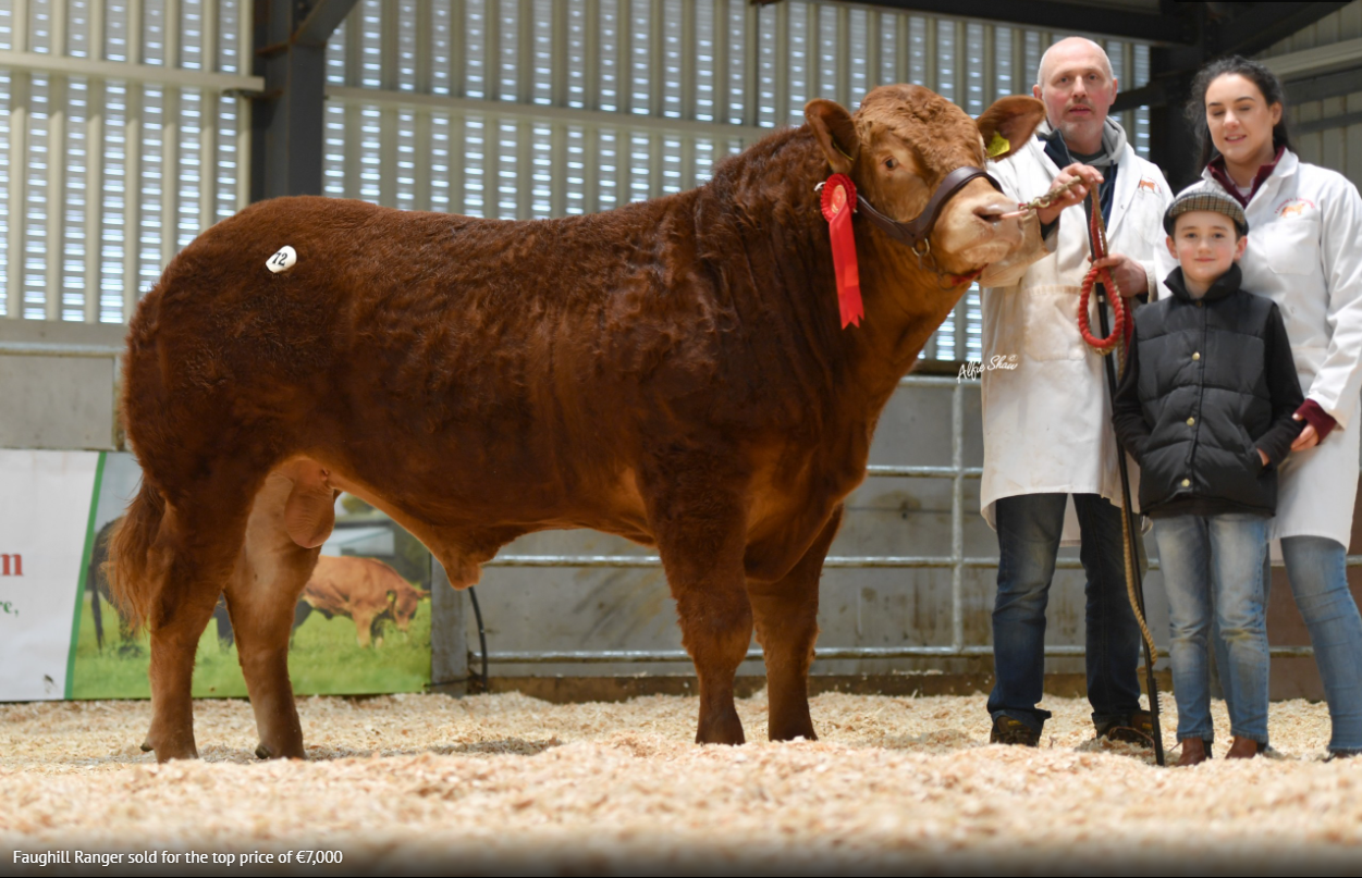 Limousin sale sees top price of €7,000 for Leitrim-bred bull