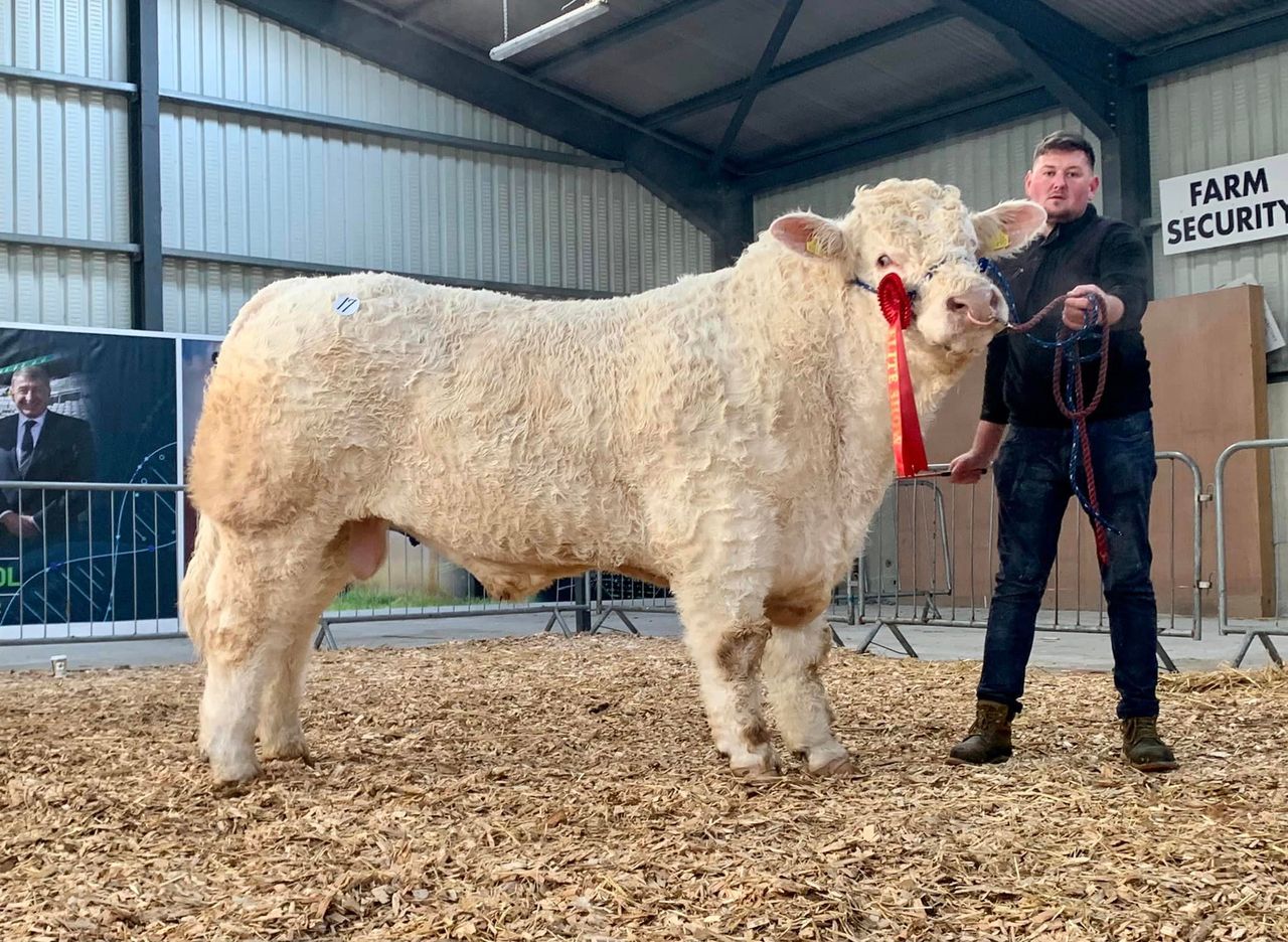 2 Leitrim-bred bulls take champion titles at Carrick show and sale