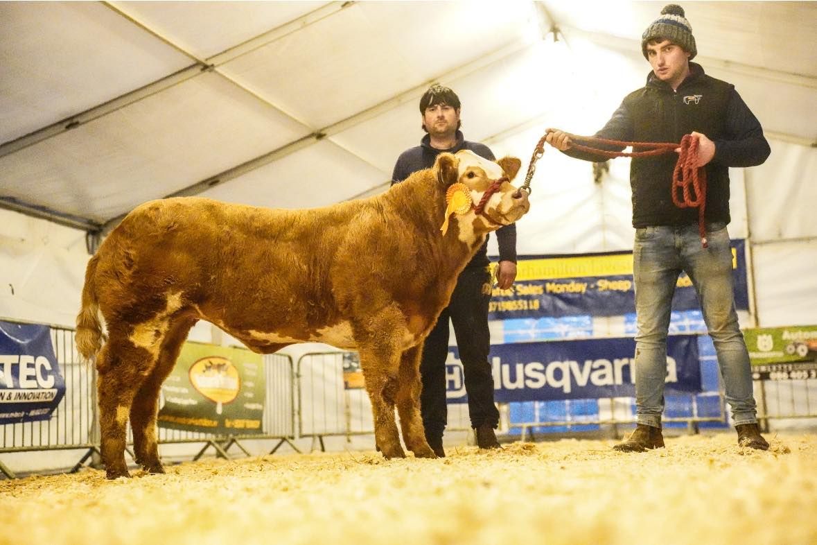 Top price of €8,000 at Manorhamilton Fatstock Sale