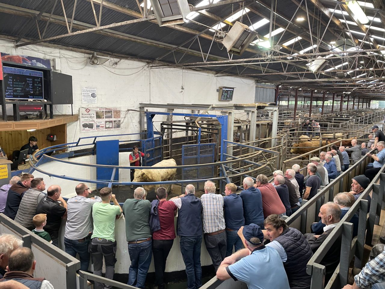 Mart report: Bulls hit over €2,000 with their weight at Carnaross
