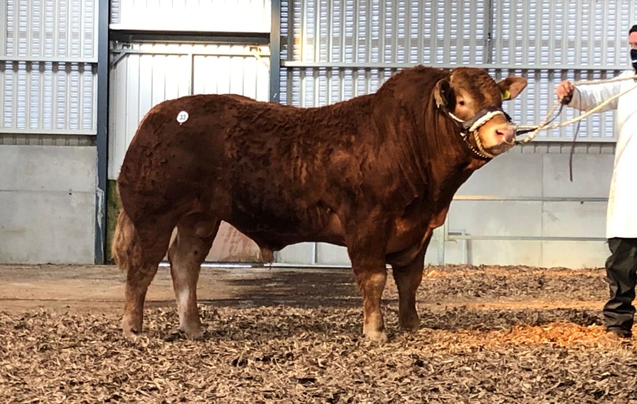 Cavan bull sells for €14,000 at Limousin premier sale