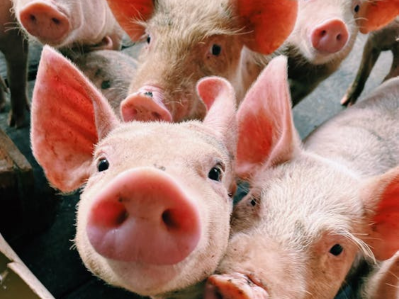 'Completely unjustified' drop in pig prices slammed