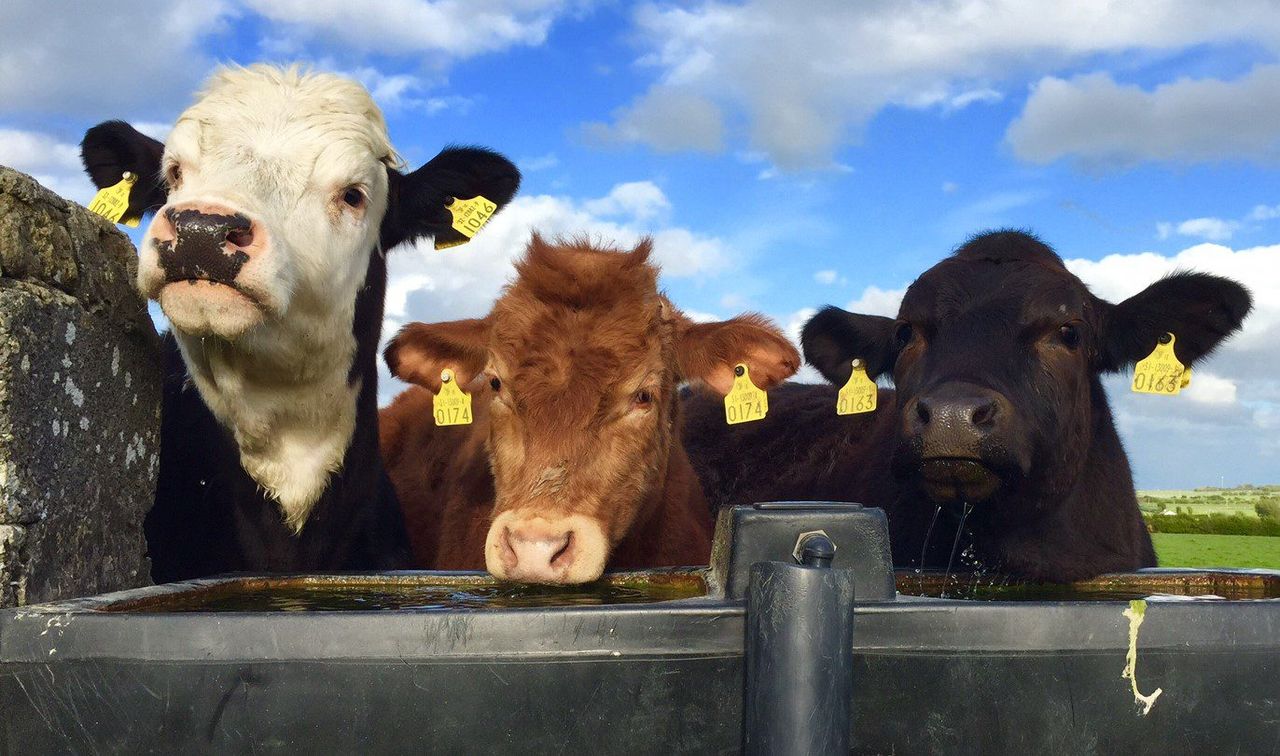 30-day pre-movement TB test imminent for some farms