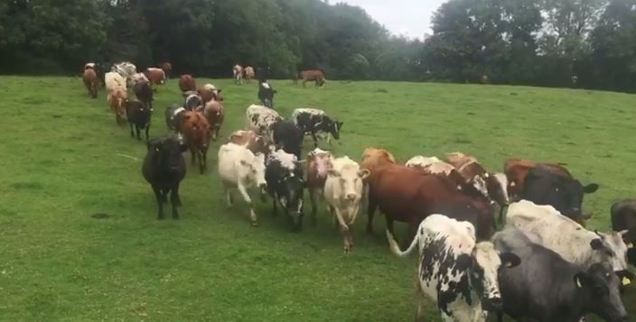 UK animal sanctuary confirms it's awaiting Irish dairy herd
