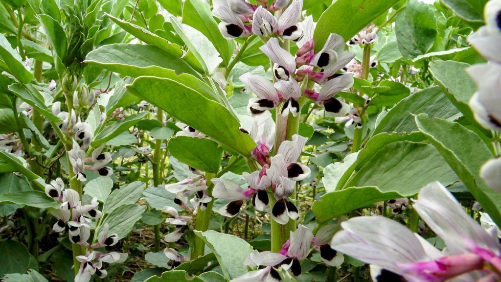 Spring beans unlikely to be drilled before March - agronomist