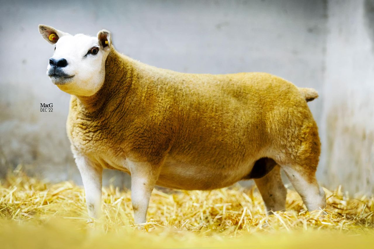 Derrylahan Texels dispersal sale set for Ballinrobe tomorrow