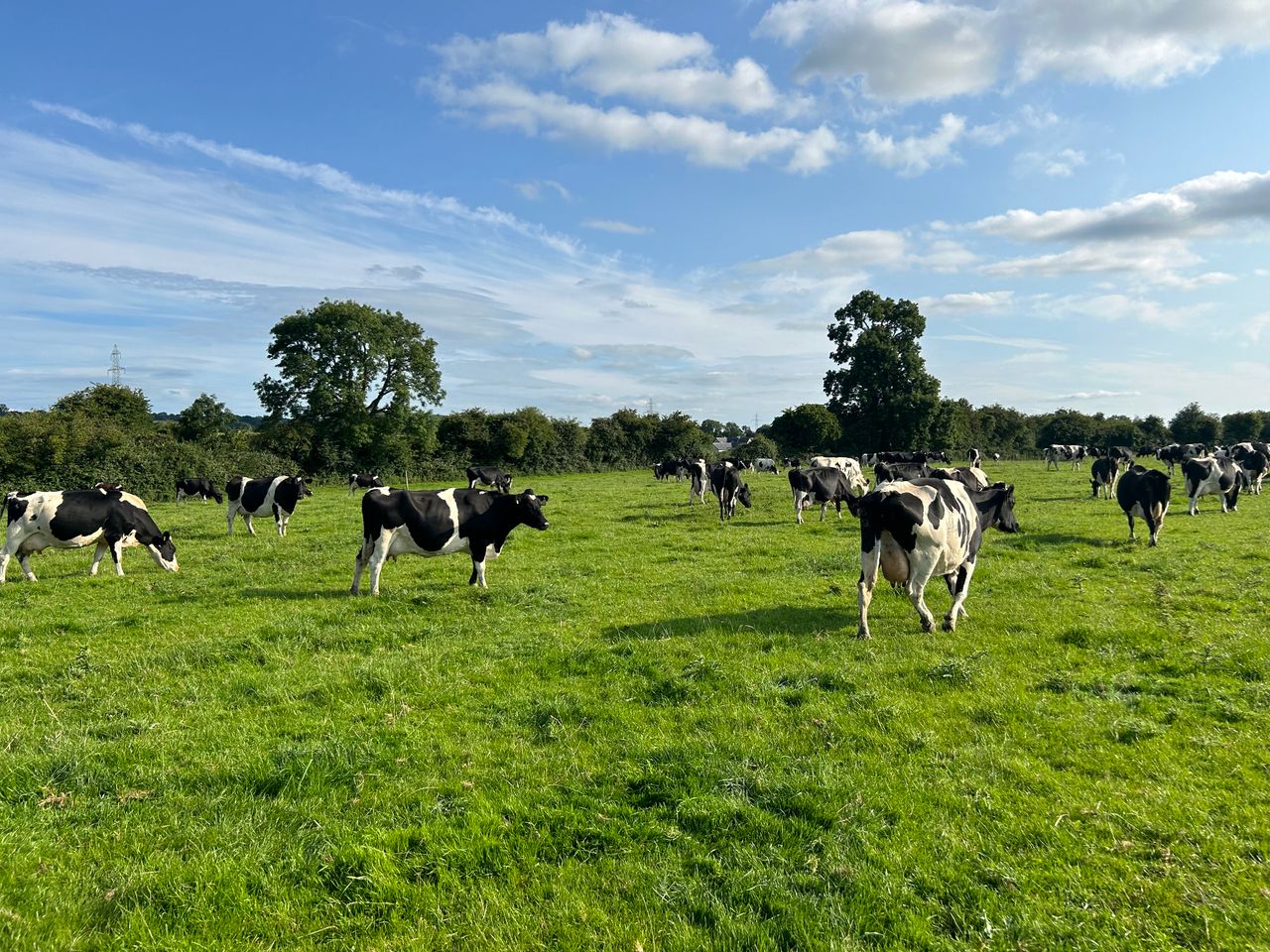 Managing a grass surplus and time to start building autumn covers
