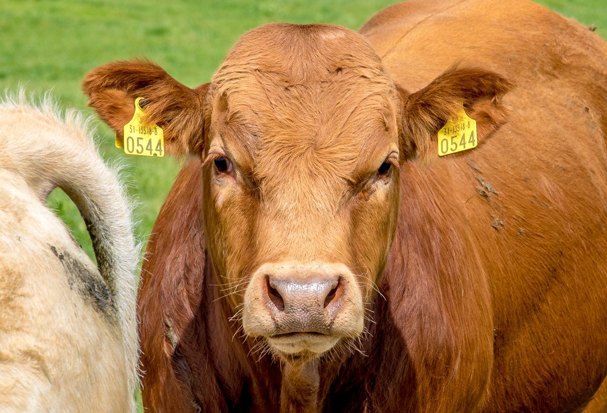 'Breeders are unhappy with ICBF board structure' - Deering