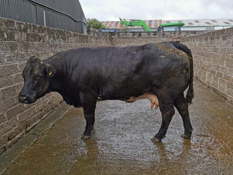 Pics and prices: Almost 300 cattle on offer at Tullow Mart