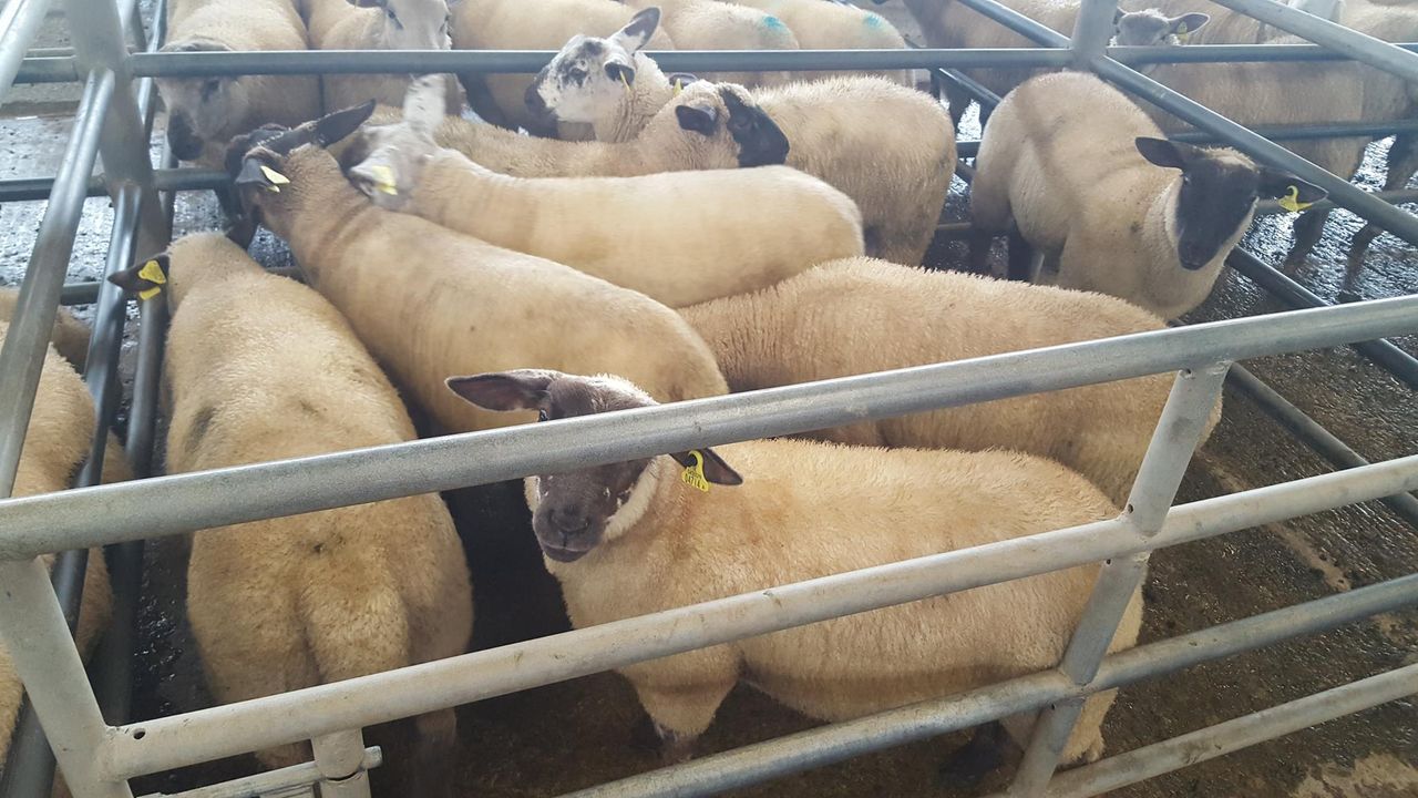 Butcher lambs 'a shade easier' but still a very strong trade at Ennis Mart