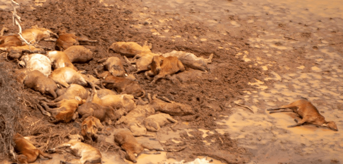 Video: Australian floods see an estimated 500,000 cattle perish