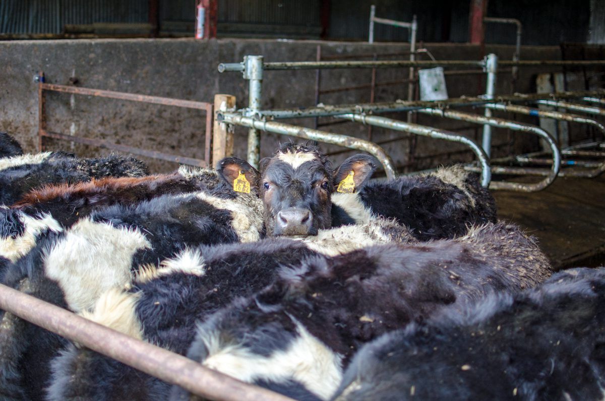 Has heifer mastitis been an issue on your farm?