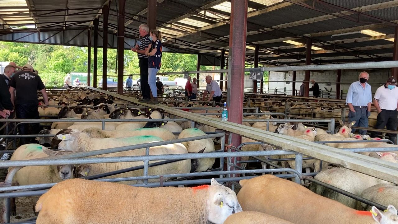 Sheep marts: Butcher and factory lamb prices see another lift