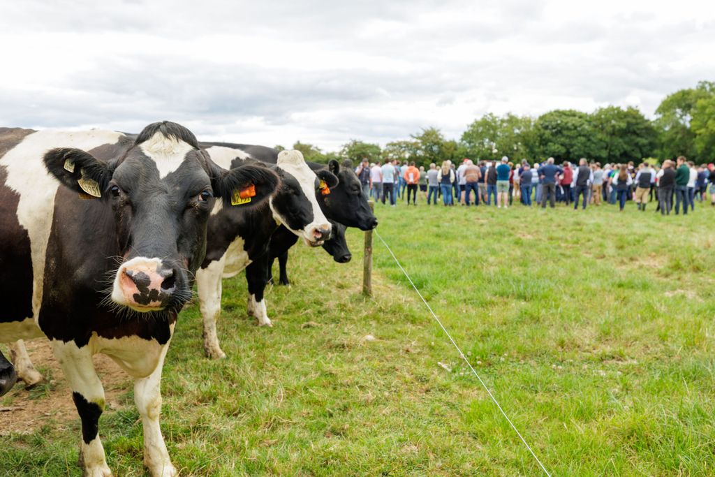 Fortune's herd produced 545kg of milk solids per cow last year. Source: Tirlán.