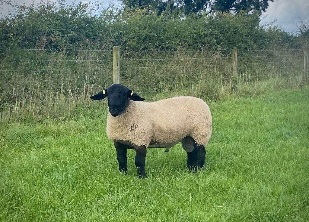 Kilduff Bruno was sired by Bessiebell Motto Motto and sold to a syndicate of pedigree buyers for €3,700