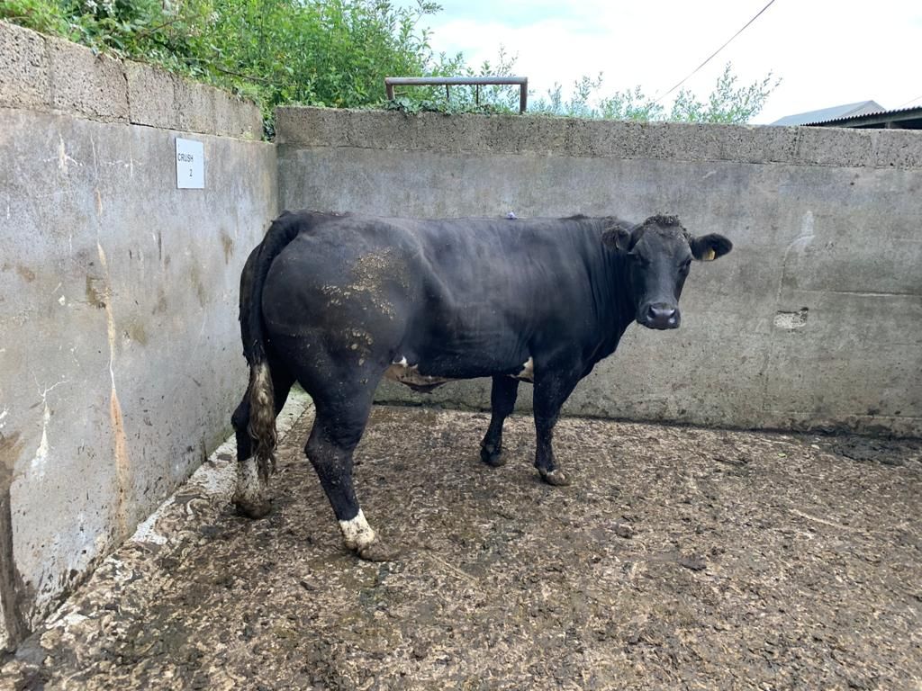 Pics and prices: Strong livestock trade on show at Manorhamilton Mart