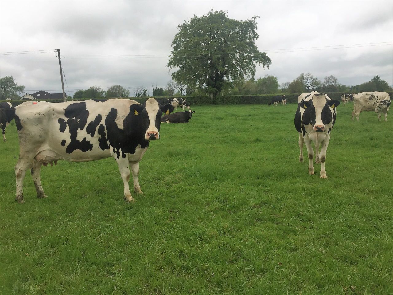 Are your cows coughing?