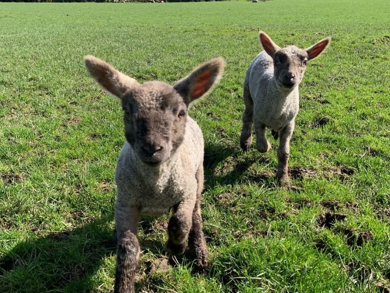 ‘Difficult to continue’ with lack of sleep during lambing