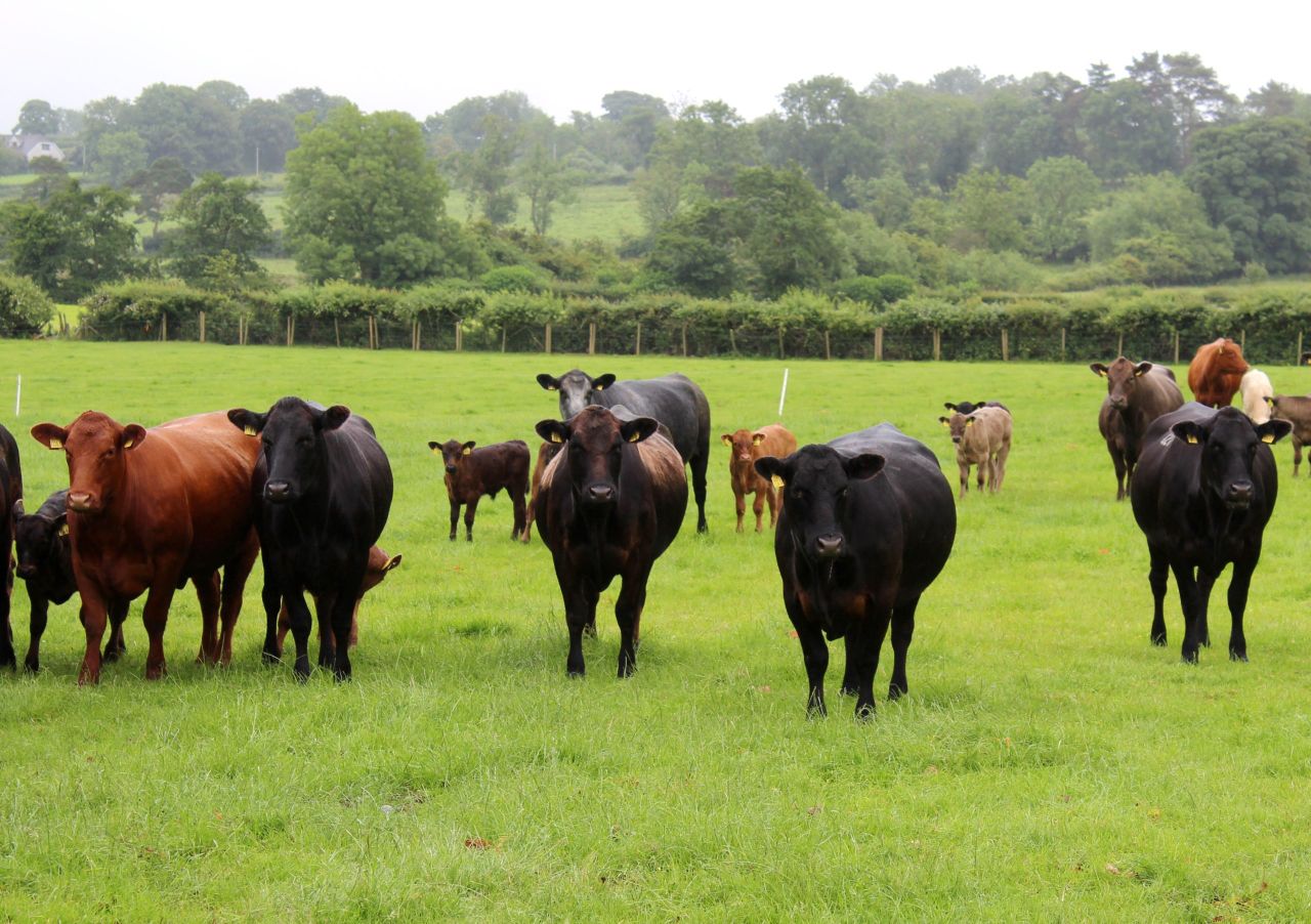 Maximising grass use on a south Antrim suckler farm