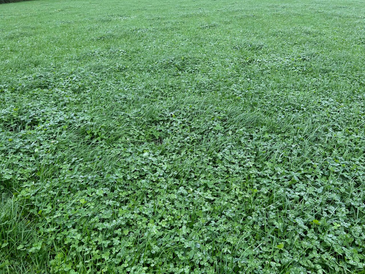 Oversowing of clover needs to be completed before mid-May