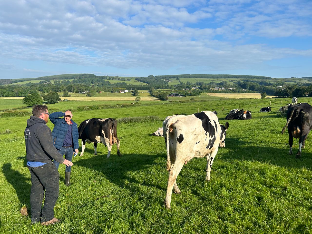 Judging underway for Kildare Holstein Friesian Breeders Club