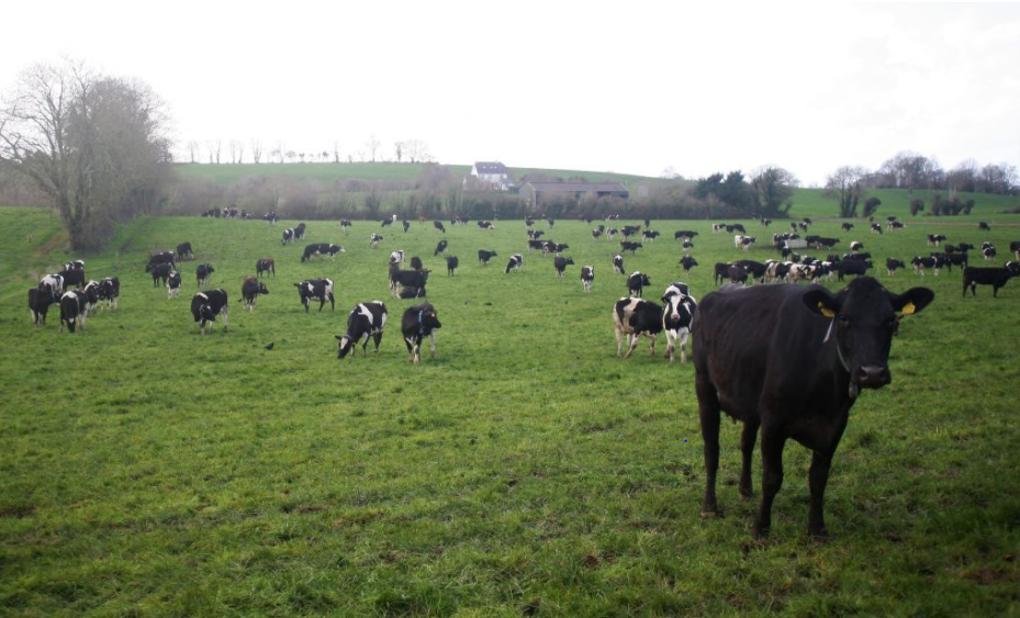 Grassland management: Tips for grazing during poor weather conditions