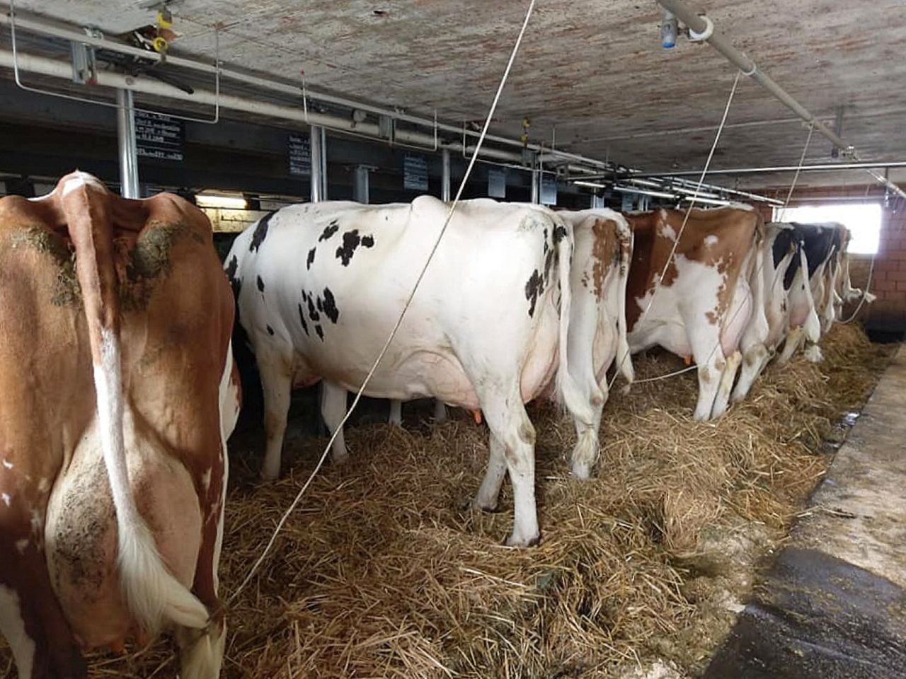 Supplying milk at a premium for Gruyere cheese with strict protocol