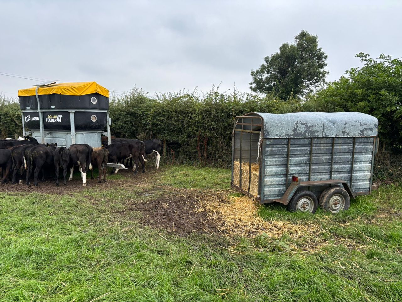 Keeping roughage and concentrates in the diet when paddock grazing