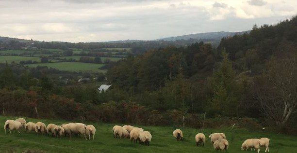 Reduced supplies of spring lamb keeps trade steady - Base Quotes 450-460c/kg