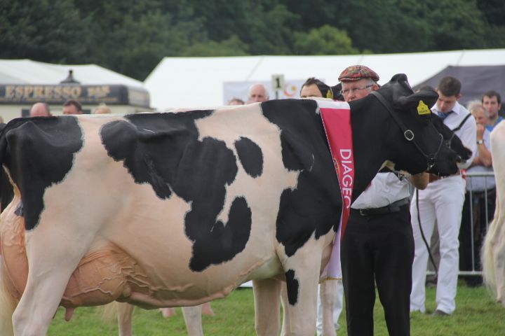 The Baileys' judge on look-out for strong, balanced cow at Virginia show