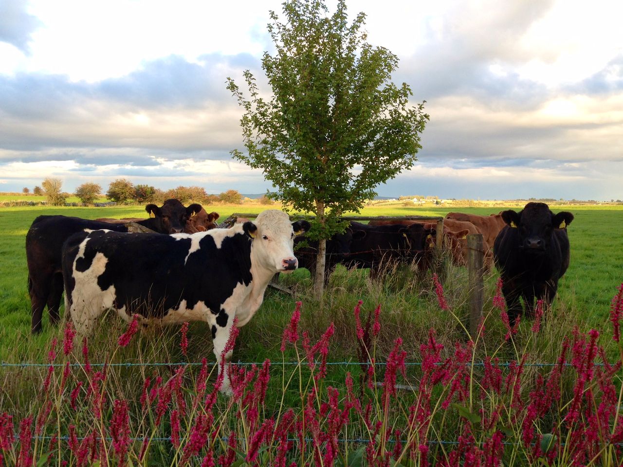 Roscommon TD says 'hit squads' are going around the country inspecting farms
